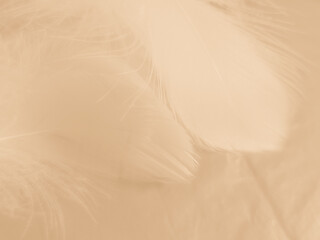 Obraz premium Beautiful abstract white and brown feathers on white background and soft yellow feather texture on white pattern and yellow background, feather background, gold feathers banners