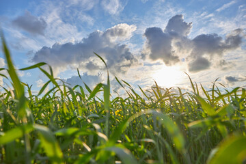 Obraz premium Field of corn against the background of a cloudy sky and the setting sun.