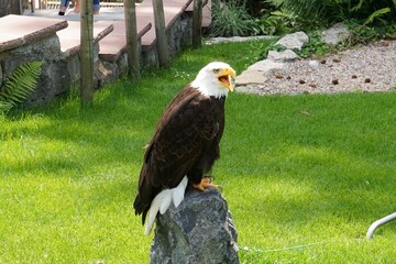 bald eagle on a stone with yellow beak