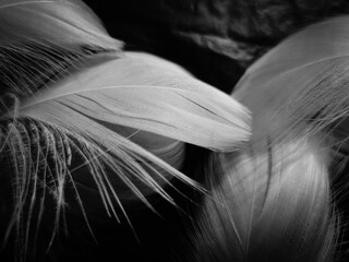 Beautiful abstract white feathers on dark background and soft black feather texture on white pattern and light background, gray feather background, grey banners