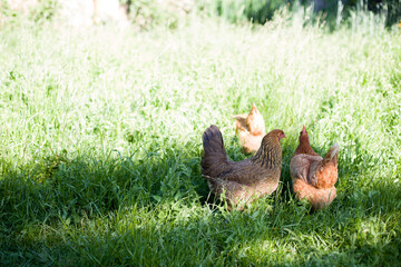 Free range chicken grazing in fields