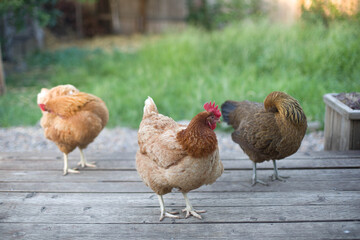 Chickens grazing in grass fields