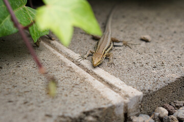 lizard relaxing in the sun in Tenerife