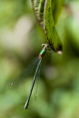 Beautiful nature scene macro picture of a dragonfly or Chalcolestes viridis perched on a leaf. Dragonfly in nature habitat. Vertical image