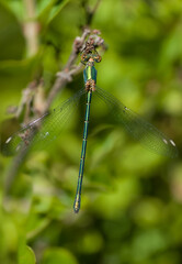 Beautiful nature scene macro picture of a dragonfly or Chalcolestes viridis perched on a branch. Dragonfly in nature habitat. Vertical image