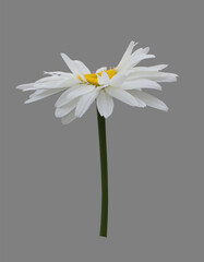 Chamomile flower on a gray background.