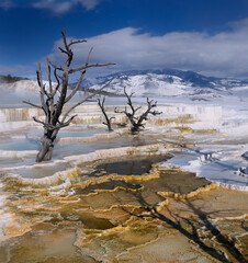 Dead trees on Travertine pools at the Main Terrace at Mammoth Hot Springs Yellowstone Park in winter