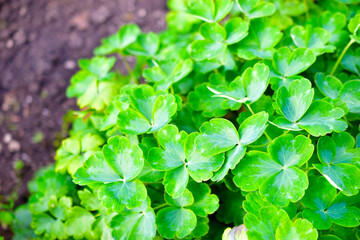 A beautiful Bush of green plants with leaves similar to clover