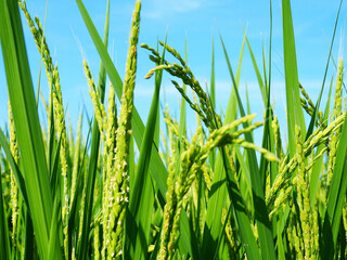 Rice Plant　稲穂　水田