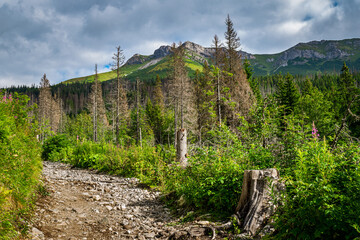 Tatra mountain landscape in the summer. Picturesque Dolina Zeleného plesa valley in Slovak High Tatras.  © Maritxu22