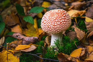 Fly agaric mushroom in autumn forest. Young specimen of Amanita muscaria, commonly known as the fly agaric or fly amanita amongst yellow autumn leaves.