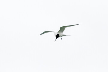 tern photographed in flight on the wild coast of Quiberon