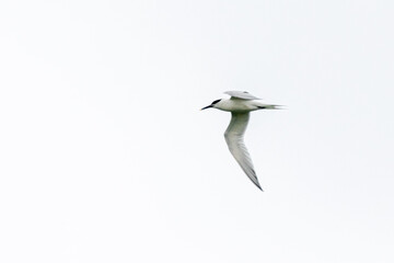 tern photographed in flight on the wild coast of Quiberon