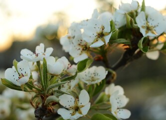 blooming pear in the garden in spring