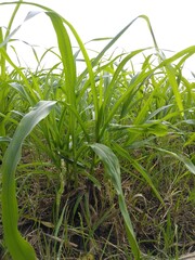 green grass in the wind