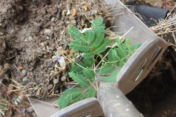 Plant in shovel