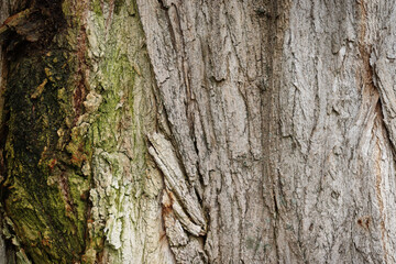 The bark of an old tree texture