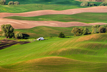 Fototapeta na wymiar The view in the spring of wheat farms in the rolling hills of the palouse region of eastern washington.