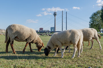Naklejka premium Group of Sheep grazing on riverside of Rhine River and background of cityscape, Rhine Tower and suspension bridge in Düsseldorf, Germany.
