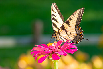 Yellow swallowtail butterfly perched on bright pink zinnia flower in garden
