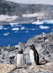Obraz premium Curious gentoo penguin standing on stone beach before iceberg, Antarctica