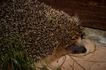 Portrait eines Igels in der Nacht. Igel sind gute Schädlingsbekämpfer.