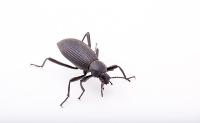 a pinacate-beetle on a white background with room for text.