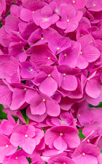 Closeup of pink hydrangea flowers 