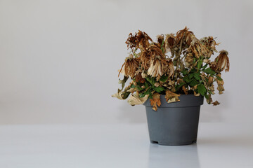 One withered flower in a vase on a gray background. The houseplant wilted in the pot . Dry plant in a gray pot.
