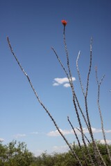 Ocotillo blossom and blue sky