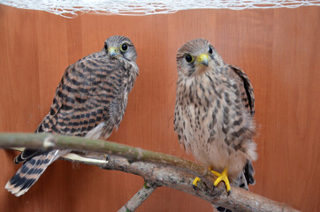 Two falcons are sitting on a tree branch in a cage. common Kestrel. Fledged Chicks of the Kestrel.Bird of prey. Concept: helping and caring for wild birds. Ornithology.