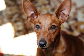 Muzzle of a dog close-up. Black nose and black eyes of a pet. Near..  Brown, thoroughbred dog. Zwergpinscher. The miniature Pinscher. Portrait. 