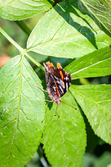Nahaufnahme eines Admiral, schmetterling auf einer Pflanze.