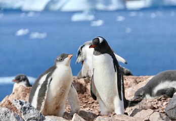 Penguin feeding hungry fluffy chick in colony before iceberg, Antarctica