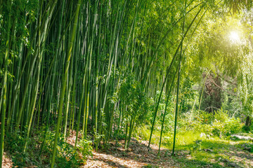 Fototapeta na wymiar Bamboo forest and thickets with the bright light of the sun, green eco texture.