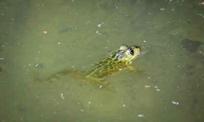 Portrait eines grünen Teichfrosch am Rand eines Gewässers.
