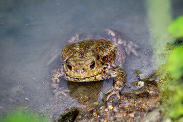 Portrait einer Kröte Bufo Bufo am Rand eines Gewässers.
