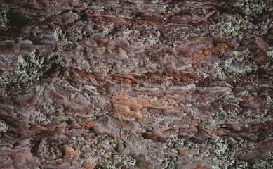 Texture Of Bark Wood Use As Natural Background.Copy space
