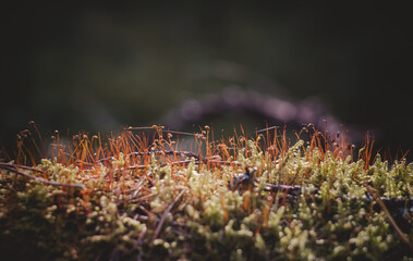 Beautiful Bright Green moss grown up cover the rough stones and on the floor in the forest. Show with macro view. The moss texture in nature for wallpaper.