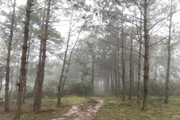 Early morning fog covered the forest