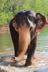 Indie, Kerala, słoń - obrazy, fototapety, plakaty