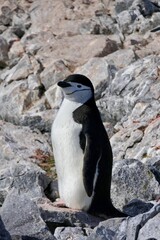 Smiling Chinstrap penguin closeup, on stone island, Antarctica