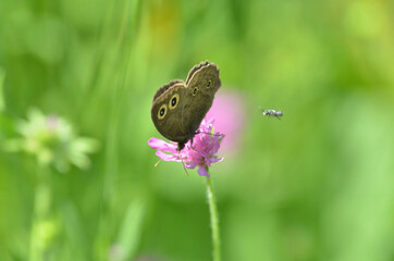 Great Basin Wood Nymph Butterfly on wildflower - wings closed