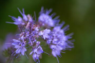 Thistle flowers in the forest. Close-up photographed.