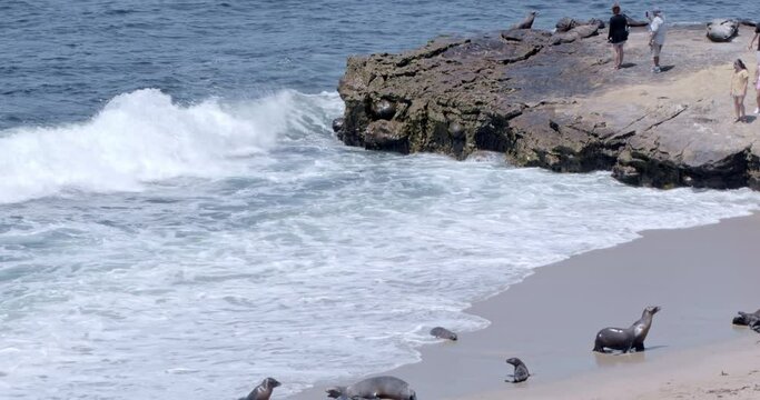 Seals on the Beach, La Jolla, California