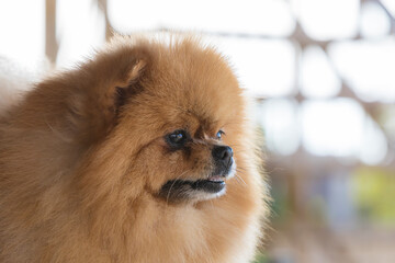 Beautiful portrait of Pomeranian Spitz