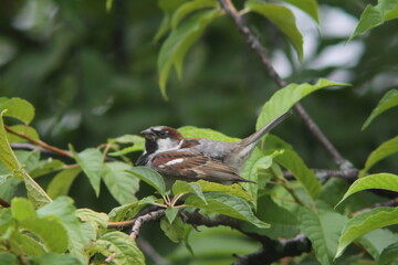 male sparrow sitting in the middle of tree