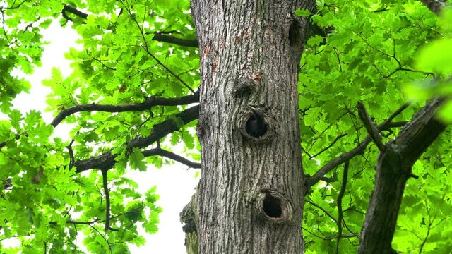 Black Woodpecker peeks out from nest in tree trunk (Dryocopus martius) - (4K)