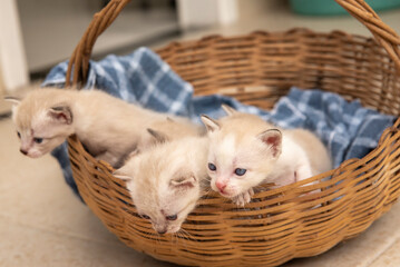 Fototapeta na wymiar Grupo de pequenos gatinhos listrados em uma cesta velha 