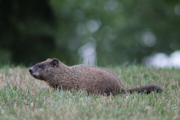 Marmot sitting in the grass